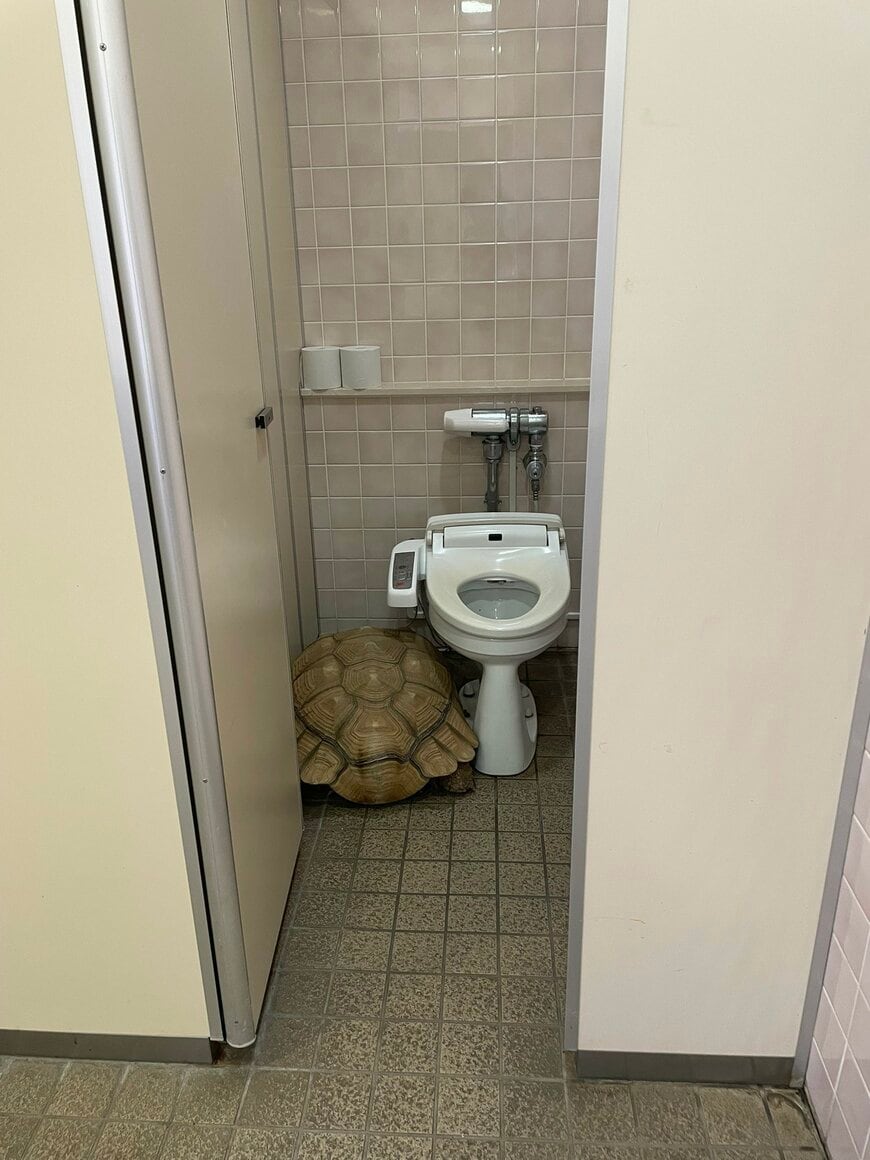 トイレを占拠するカメに遭遇