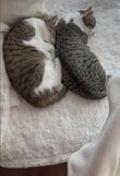 【心疾患にも負けない】子猫ちゃんが繋ぐ保護猫家族4匹の絆　心温まる団らんの様子