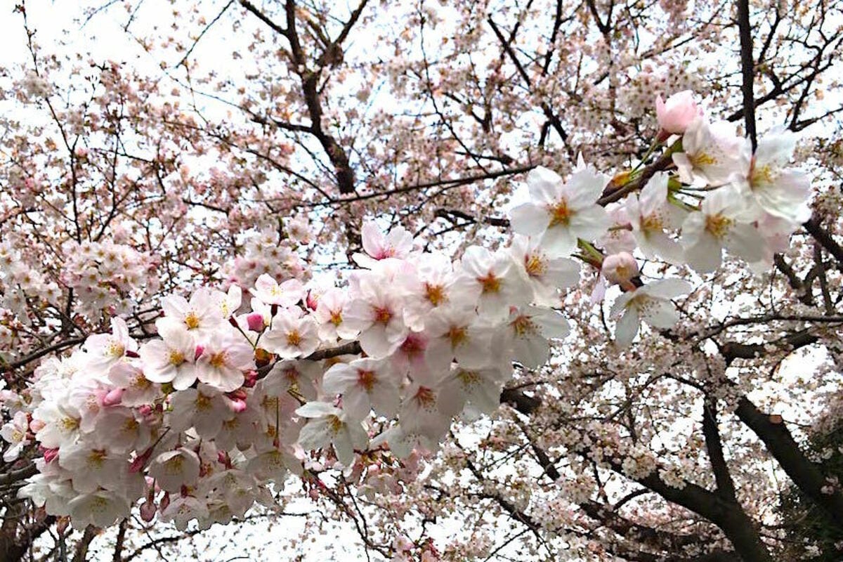 写真 | 完全民営化された桜前線予想、お花見に重要な満開日は？ ウェザーニュースの株価と桜前線に関係はあるのか | LIMO | くらしとお金 ...