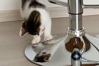 写った自分の姿に「負けられない戦い」元保護猫さんに応援の声