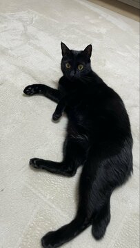 【どうなってるの？】左脚だけ”ムッキムキ”に見える猫、なんとも不思議な写真に思わず二度見するXユーザー続出