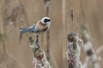 厚生年金「ひと月平均15万円以上」をもらえる男性は何パーセントか