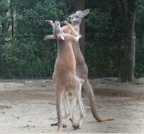 【とべ動物園】ボッコボコ！カンガルーが激しすぎる「カンガルーボクシング」を披露「なぜか3人目が参戦（笑）」（愛媛県）