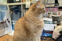 妻が雇った「ガードニャン」が話題！凛々しい表情がかっこよすぎた