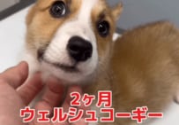 生後2か月のコーギー、長引く咳で動物病院へ。頑張って診察を受ける姿に反響「良くなってよかった」「レントゲン撮るところ可愛すぎる」