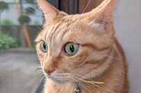 【衝撃】美猫が驚きの変貌を遂げる→思わず二度見してしまう表情に3万いいね