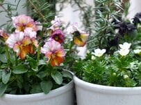 「1苗」でも「寄せ鉢」でも可愛い！ダイソー〈4号ストーン風プランター〉2個で110円！使い勝手最高の神コスパ！〈実践レポート〉