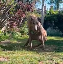 下半身麻痺になった「元レース犬」　懸命なリハビリによって見事に回復していく様子に感動