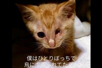 鳥に襲われている所を保護された子猫　「困難乗り越えた10年後」の様子に目頭が熱くなる
