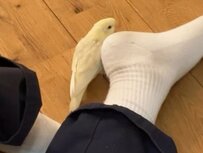 「パパが一日はいた靴下の香り」が大好きなインコ！靴下にピタッとくっついて離れない