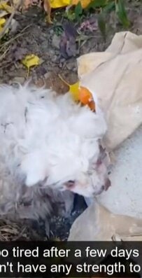 【動物レスキュー】米袋とともに捨てられた高齢犬　懸命な治療の先に待っていた幸せ