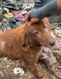 鎖に繋がれた「皮膚疾患を抱えていた犬」を救出。数年ぶりに駆け回る「自由」な姿に感動