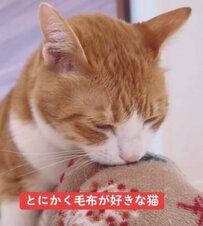 【毛布大好き】やっぱりお気に入りの毛布が一番！な猫ちゃんが可愛すぎる