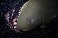 「やべー顔してる」と投稿された魚　想像の上を行く顔に驚愕