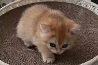 【何してる？】生後2か月の子猫ちゃん　「背後でコソコソ」していたことがかわいすぎる