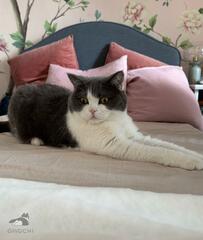 【注目】くつろぐ猫さんに発見した「もくもく」がかわいいと話題に