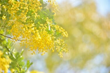 狭い庭で《憧れのミモザ》を育てたい！ミモザの定番4種＆鉢植えで 