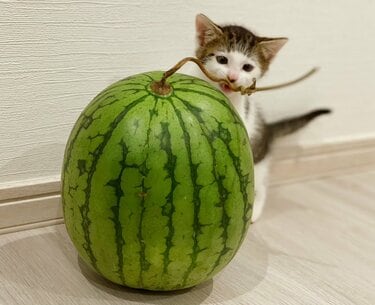 スイカ大サイズ！手作り額付き作品 title「プカプカ猫」 【公式通販】