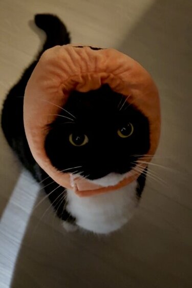 200cm ハロウィン　猫ちゃん　猫　キャット　かぼちゃ　USAコットン ハロウィン かぼちゃ コスプレ 2点セット ペット用 ペット服 コスプレ かぼちゃ カボチャ 可愛い 仮装 猫 犬 コスプレ 猫服 コスチューム  コスプレ衣装 ペット服 犬服 猫服 おもしろい 小型犬 超小型犬 ワンちゃん cosplay服 ハロウィーン クリスマス ペットウェア |