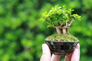 ミニチュア置物、ミニ盆栽に最適　和風インテリア　在銘あり　盆栽用添景物ミニ盆栽 和のガーデニング】初心者でも育てやすい「ミニ盆栽」手のひらサイズの