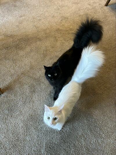 おやつがほしい2匹