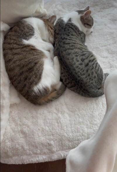 母猫コムギちゃんと眠るアオイちゃん