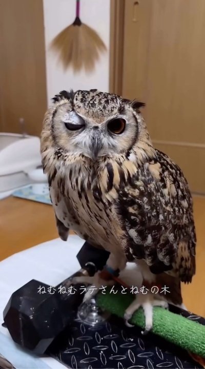 投稿動画のワンシーン