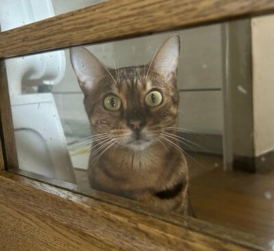 「怖っ!!」と飼い主さんもびっくりのアナイスちゃんのお顔