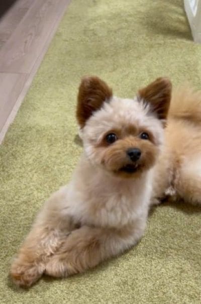 美容院だと思ったぽっちちゃん。まだ目に光があります