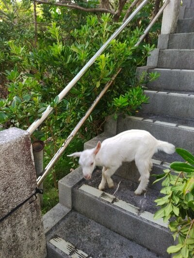 階段をおりるめる丸ちゃん