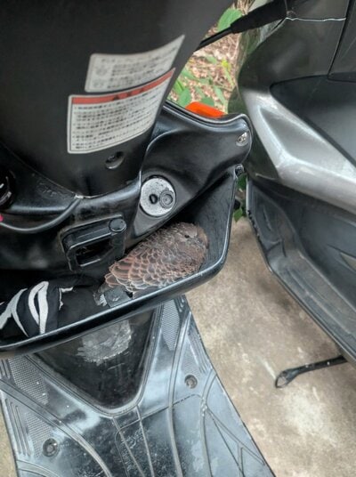 隙間をよく見てみると&hellip;鳥が！？