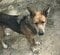 「捨てられていた犬」空腹と衰弱の状態で保護されたナニ、少しずつ穏やかな表情を取り戻す