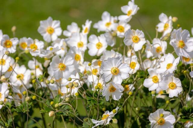 一年中白い花が咲く【ホワイトガーデン】植えっぱなしで季節ごとに花咲くローメンテな多年草6選