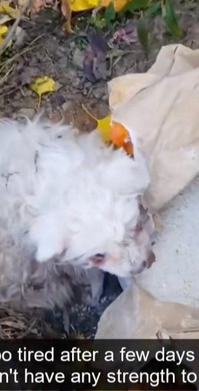 【動物レスキュー】米袋とともに捨てられた高齢犬　懸命な治療の先に待っていた幸せ