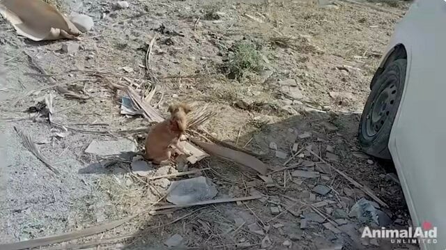 交通事故で大けがを負った子犬を保護　手術後、回復した愛らしい姿に感動と感謝の声