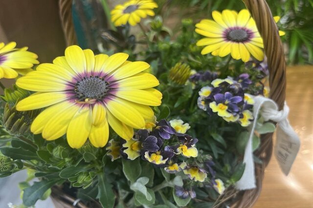 植えっぱなしで毎年咲く「多年草」4選！初心者でも失敗しにくい、冬から春の庭を彩るおしゃれな定番花