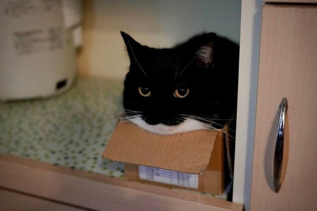 「絶対に何か企んでる…」同居猫の背後でニヤリ？可愛すぎる【悪い顔】を見せた猫ちゃんに爆笑
