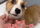 生後2か月のコーギー、長引く咳で動物病院へ。頑張って診察を受ける姿に反響「良くなってよかった」「レントゲン撮るところ可愛すぎる」