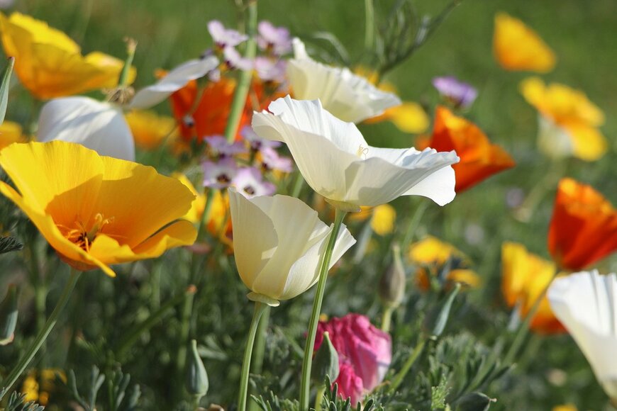 vaivirga/Shutterstock.com