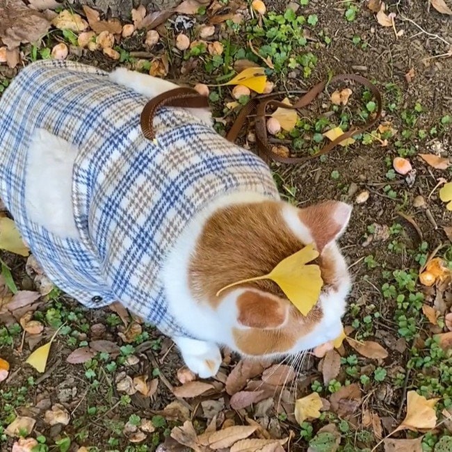 “秋コーデ”に身を包んだ猫ちゃん　可愛すぎるお散歩風景にいいね続々