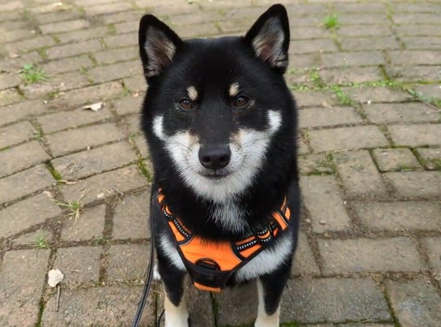 出所：@BLshiba_tensuke