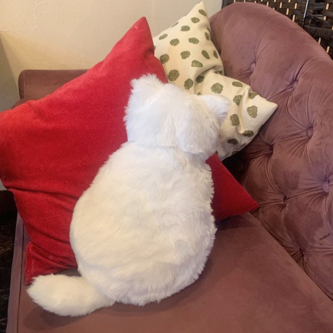 出所：株式会社パートナーズ　「白猫好きのみなさんお待たせしました！クリスマス限定の白猫ミャウエバーが200個限定で登場！発売を記念して吉祥寺の大人気かき氷カフェとコラボ企画を実施します。」