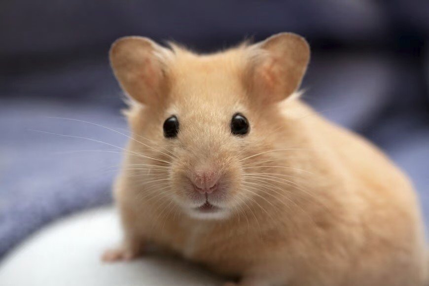 JonCh/shutterstock.com