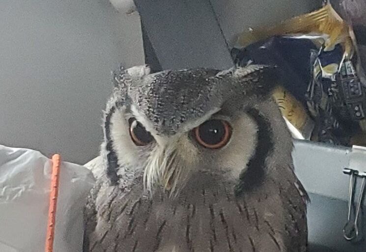 出所：@joker1999jr