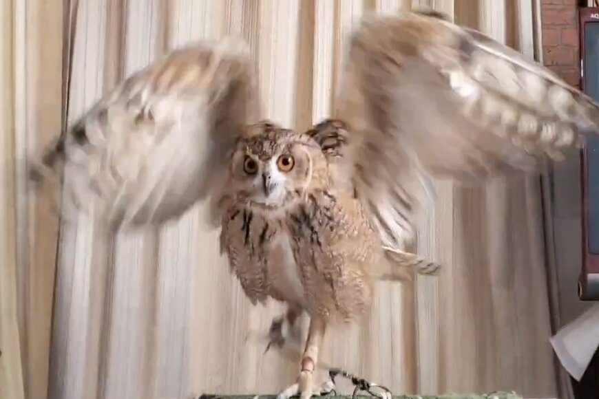 出所：@NORIKO_Rye