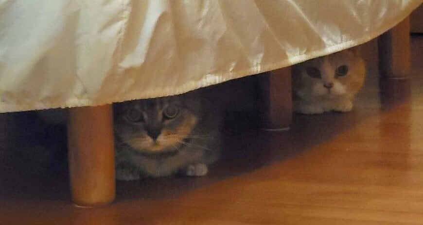 出所：@nekotansoku