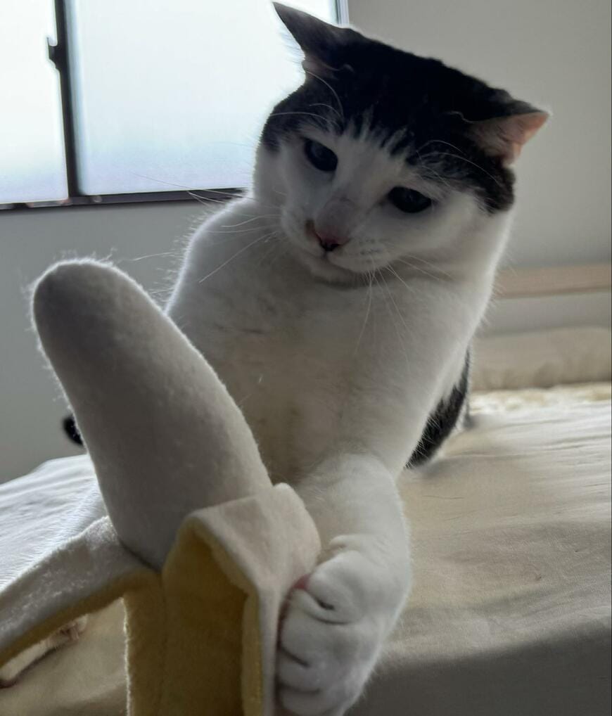 出所：@Saeroyi_cat