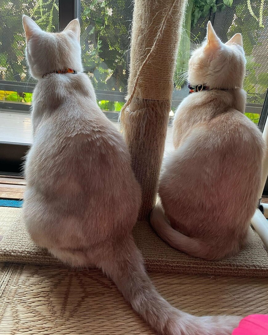 出所：@mimitti0930