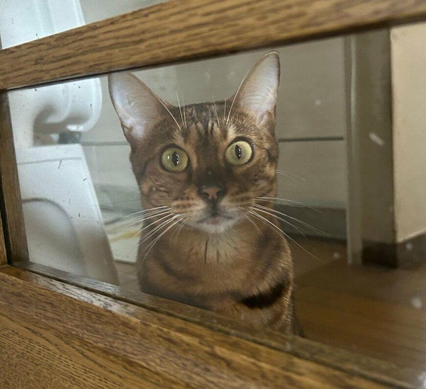 出所：@Beercat_Ana_Dar