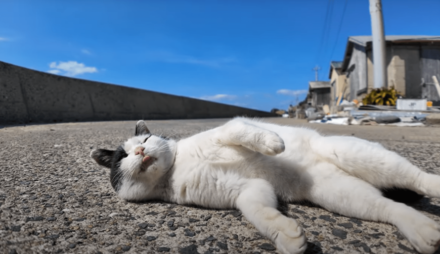 寝転んで「なでなで」を要求してくる7:3分けの猫ちゃん！おなかを見せてかわいくおねだりする様子が話題に